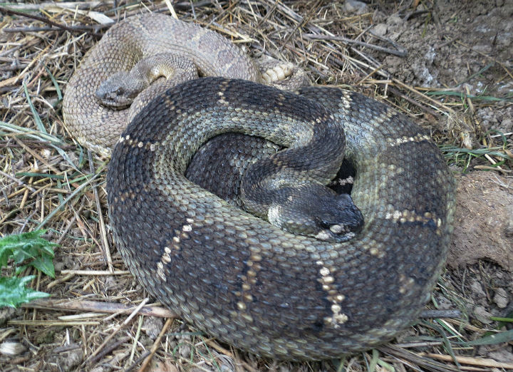 Northern Pacific Rattlesnakes